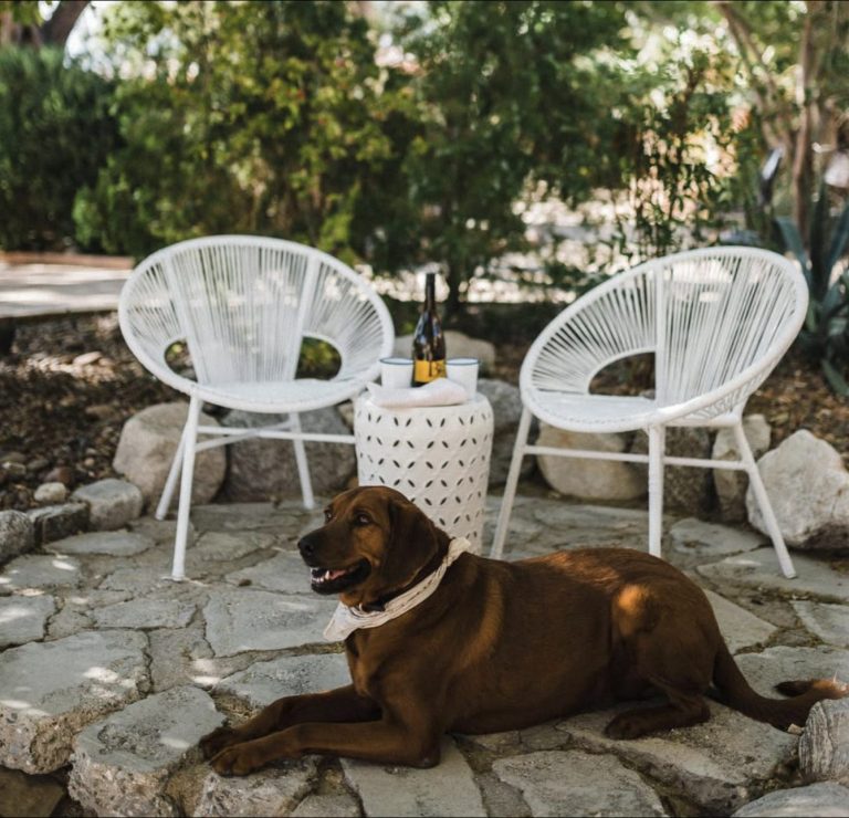 the good house dog friendly 768x740